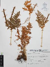 Anemia karwinskyana image
