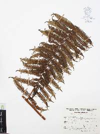 Cyathea fulva image