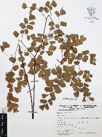 Adiantum andicola image