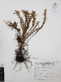 Myriopteris aurea image