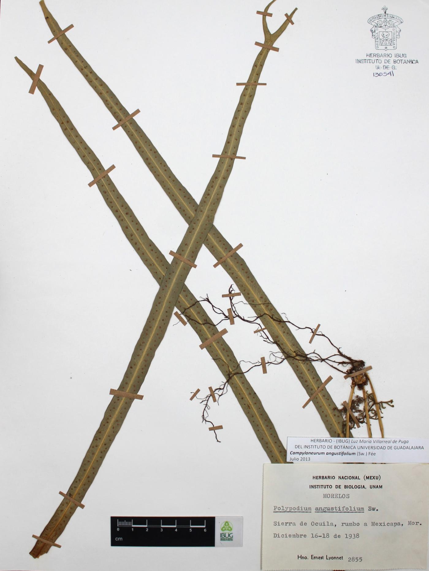 Campyloneurum angustifolium image