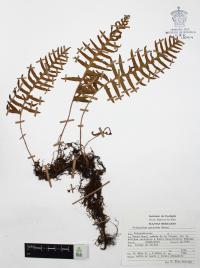 Polypodium guttatum image