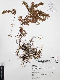 Adiantum patens image