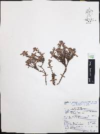 Krameria pauciflora image
