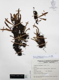 Pleopeltis astrolepis image