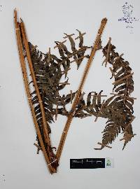 Woodwardia spinulosa image