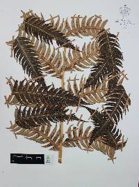 Woodwardia spinulosa image