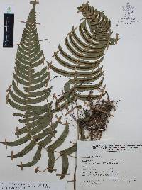 Blechnum occidentale image