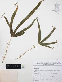 Pteris cretica image