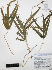 Pteris cretica image