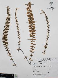 Myriopteris aurea image