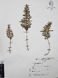 Myriopteris cucullans image