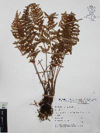 Myriopteris myriophylla image
