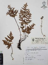 Cheiloplecton rigidum image