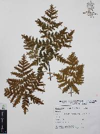 Cheiloplecton rigidum var. rigidum image