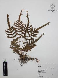 Blechnum gracile image