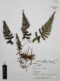 Blechnum occidentale image