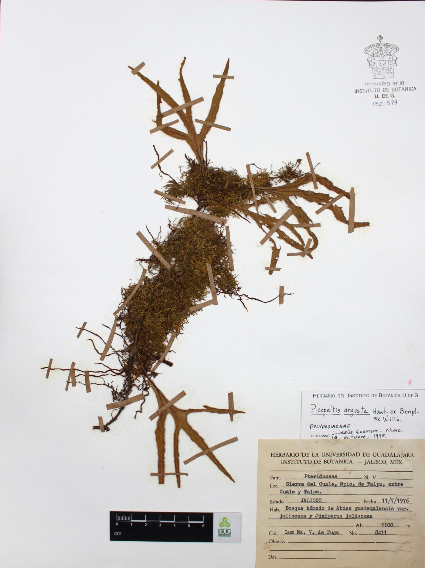 Pleopeltis angusta image