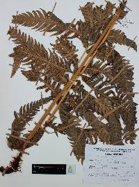 Woodwardia fimbriata image