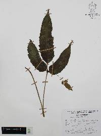 Diplazium ternatum image