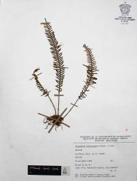 Polypodium furfuraceum image