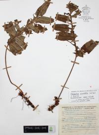Phlebodium areolatum image