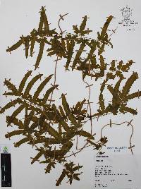 Lygodium venustum image