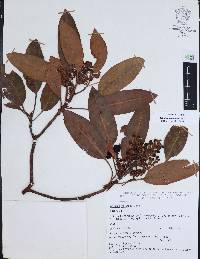 Arbutus xalapensis image