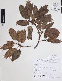 Arbutus xalapensis image