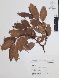 Arbutus xalapensis image