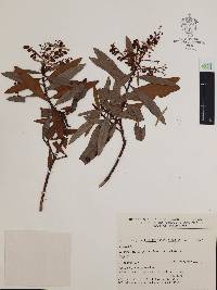 Comarostaphylis discolor image