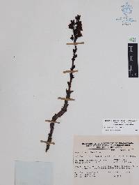 Hypopitys monotropa image