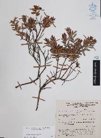 Pernettya prostrata image