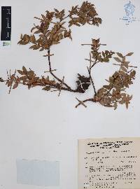 Vaccinium confertum image