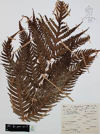 Woodwardia spinulosa image