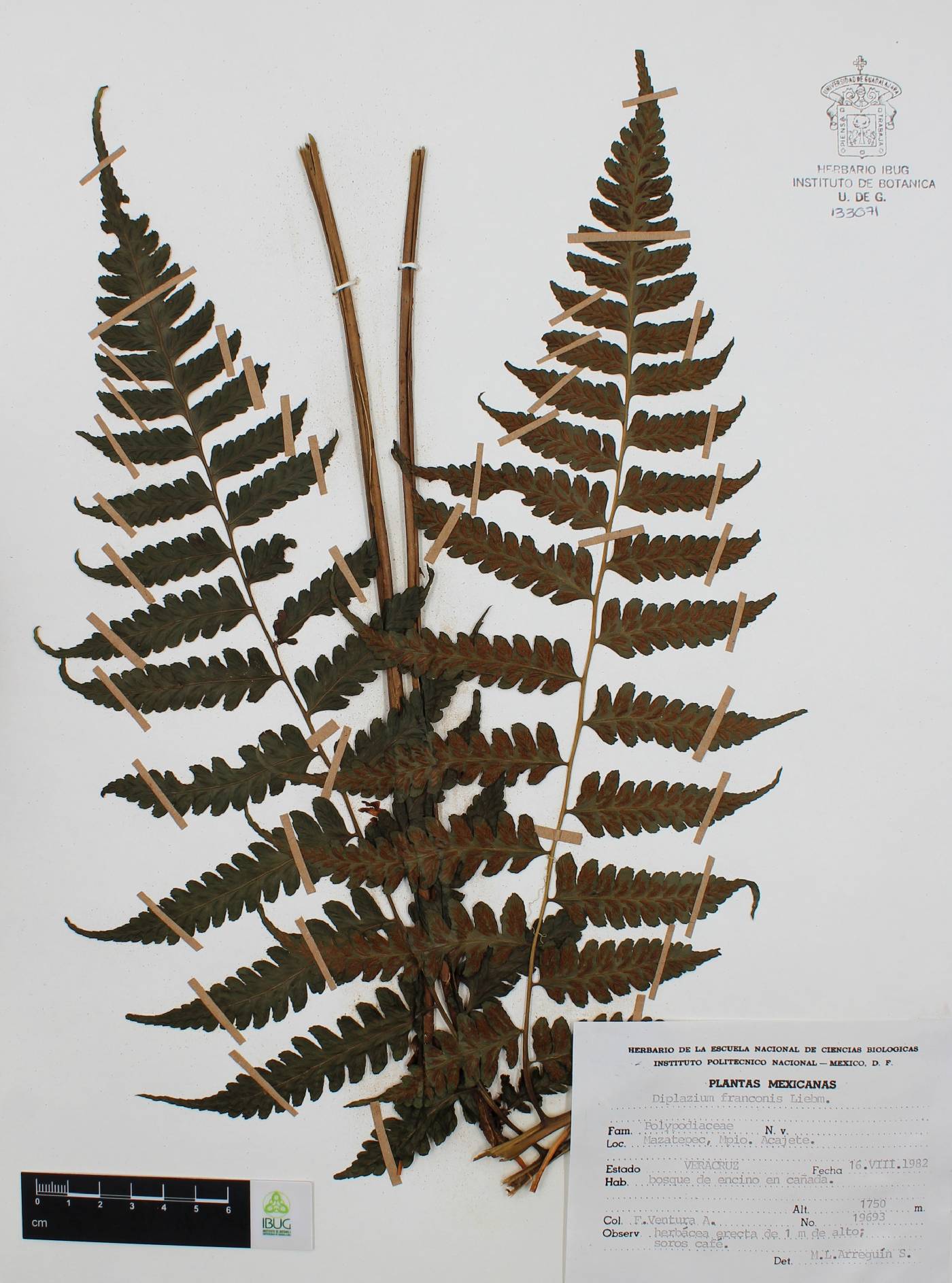 Diplazium franconis image