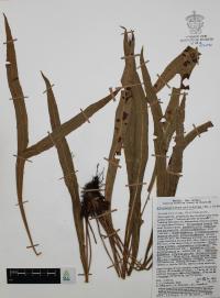 Elaphoglossum petiolatum image