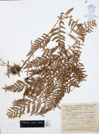 Dryopteris cinnamomea image
