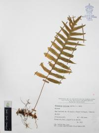 Phlebodium areolatum image