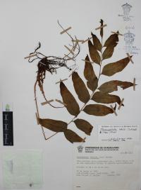 Phanerophlebia nobilis image