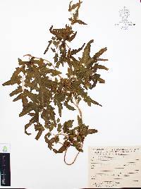 Lygodium venustum image