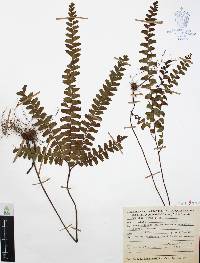 Adiantum patens image