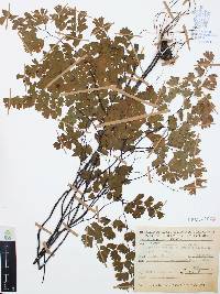 Adiantum poiretii image