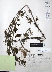 Hypoestes phyllostachya image