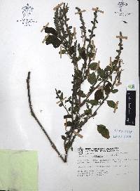 Hypoestes sanguinolenta image