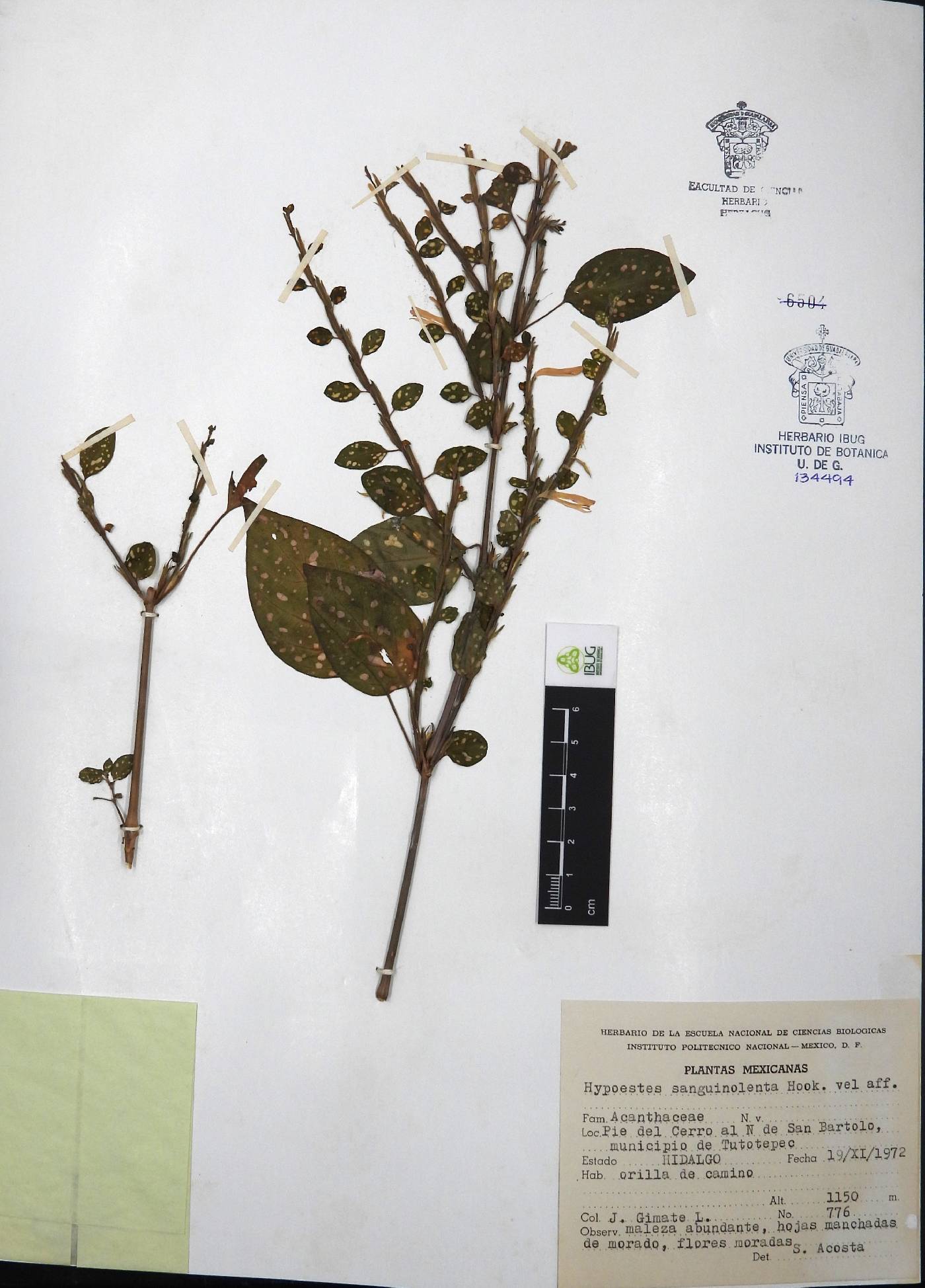Hypoestes sanguinolenta image