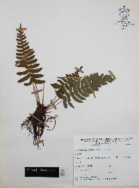 Blechnum glandulosum image