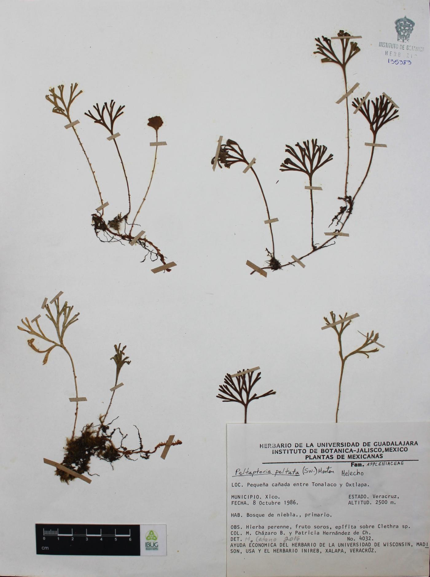 Elaphoglossum obovatum image