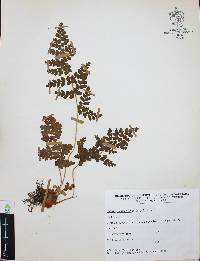 Anemia karwinskyana image
