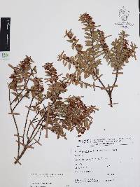 Pernettya prostrata image